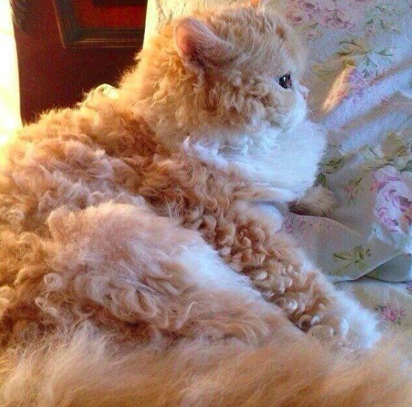 another curly hair blonde cat but this one is looking out a window