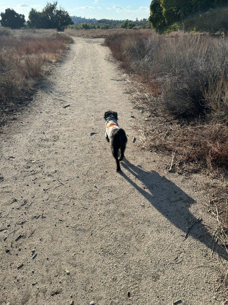 A black fluffy dog named Korra walking in front of me on a trail 