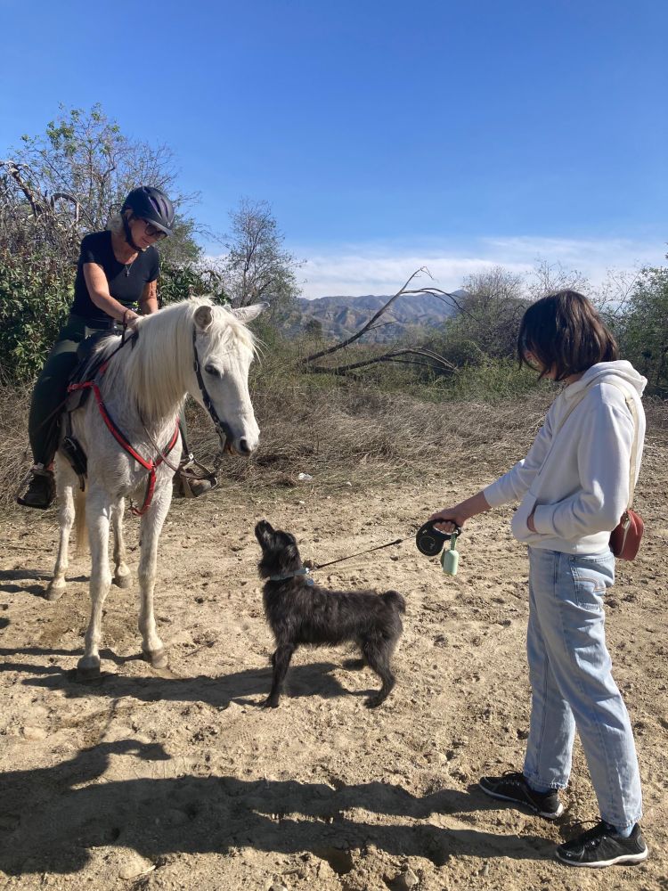A medium-sized black fluffy dog attempting to touch noses with a white horse