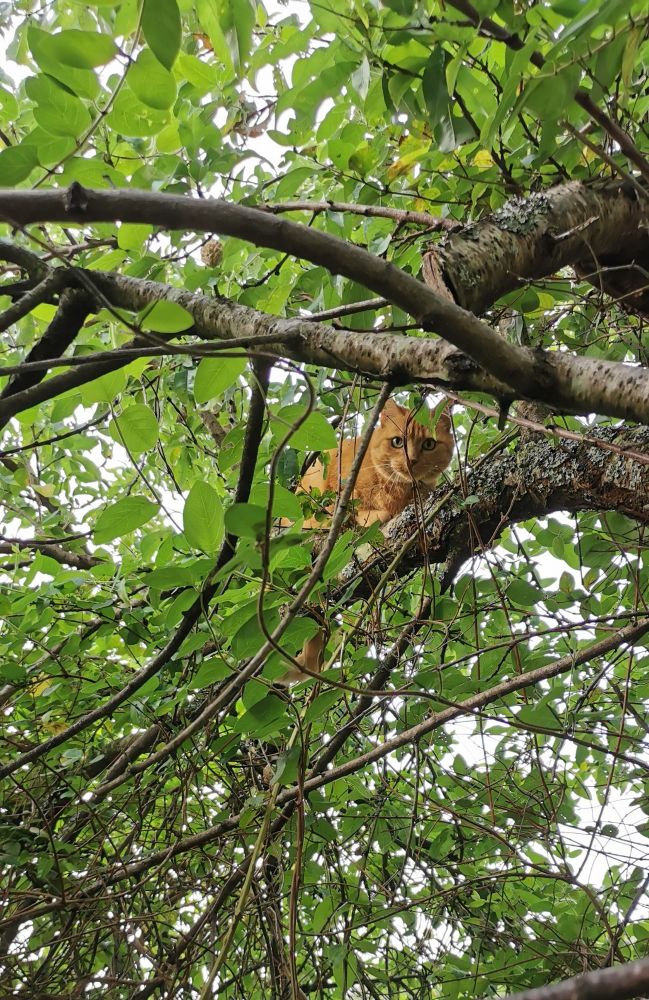 Chat roux dans un arbre feuillu.