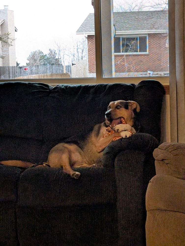 Cute dog is sitting on a green couch chewing on an orange toy.