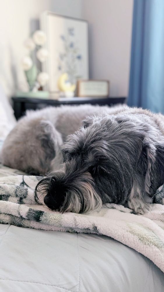 Beau, a standard schnauzer, is sleeping in the sunlight, on a white and green blanket.