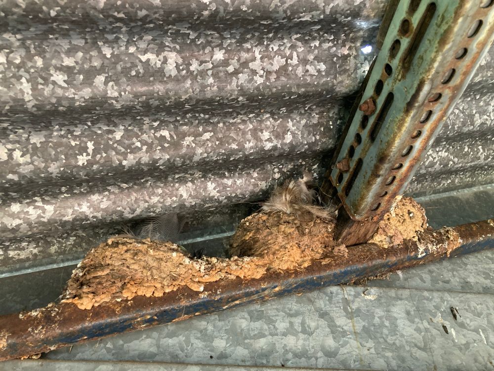 Swallow nests in the archery shed roof