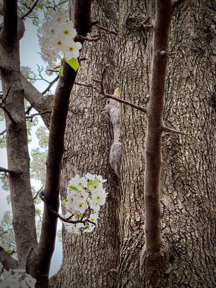 squirrel eating a saltine

