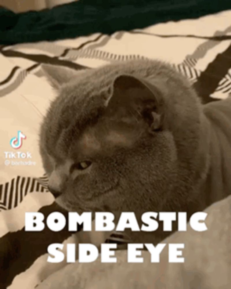 a cat is laying on a bed with the words bombastic side eye written above it .