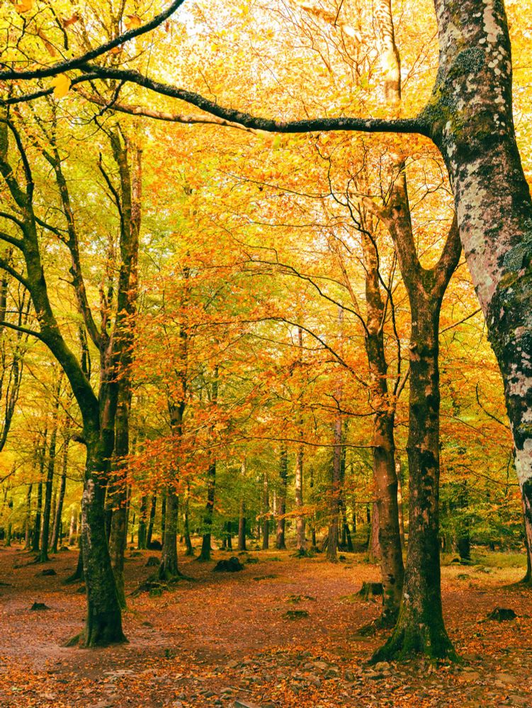 A sunlit forest casts an orange glow from the autumn leaves in the tree canopy and covering the forest floor. 