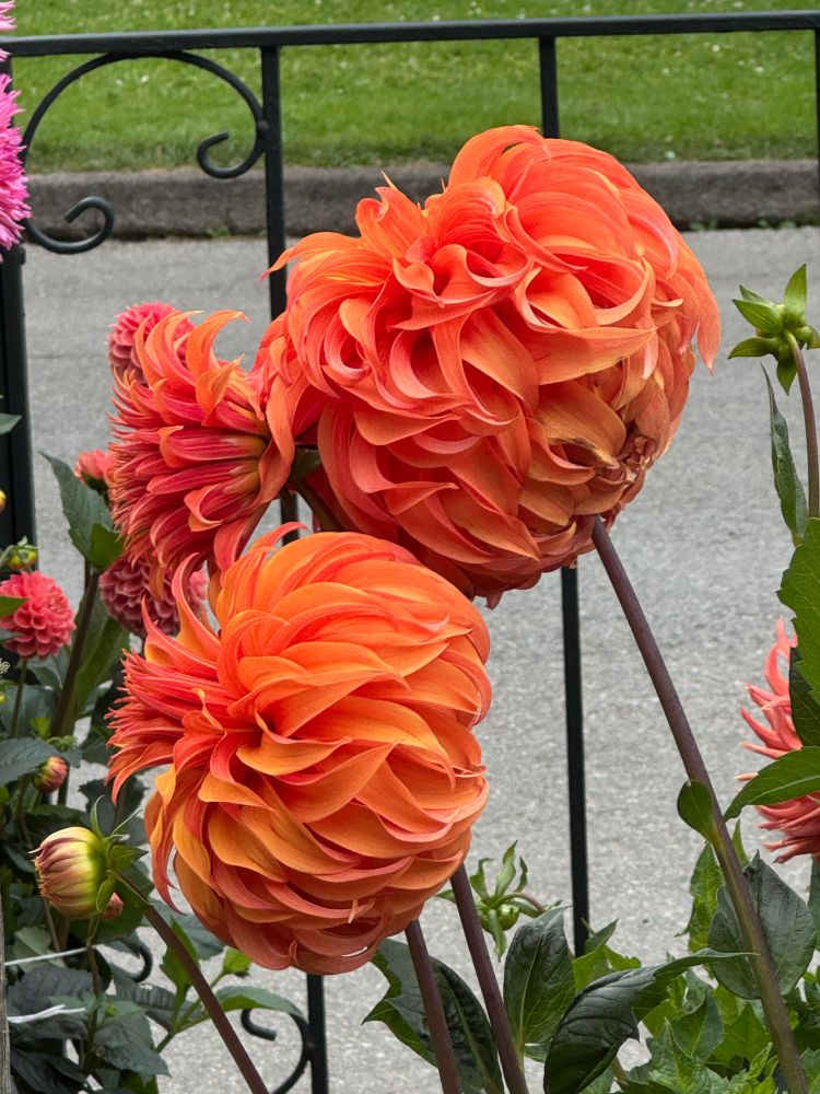 Orange dahlias that look like a powder puff