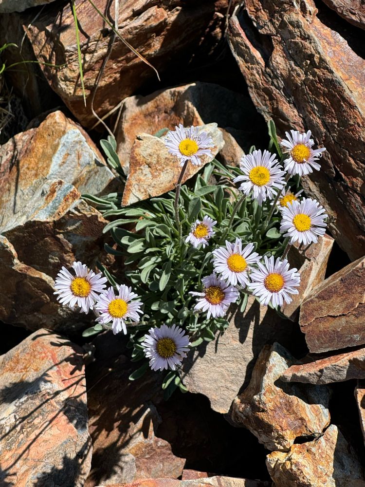 Sierra asters blooming amid brown rocks