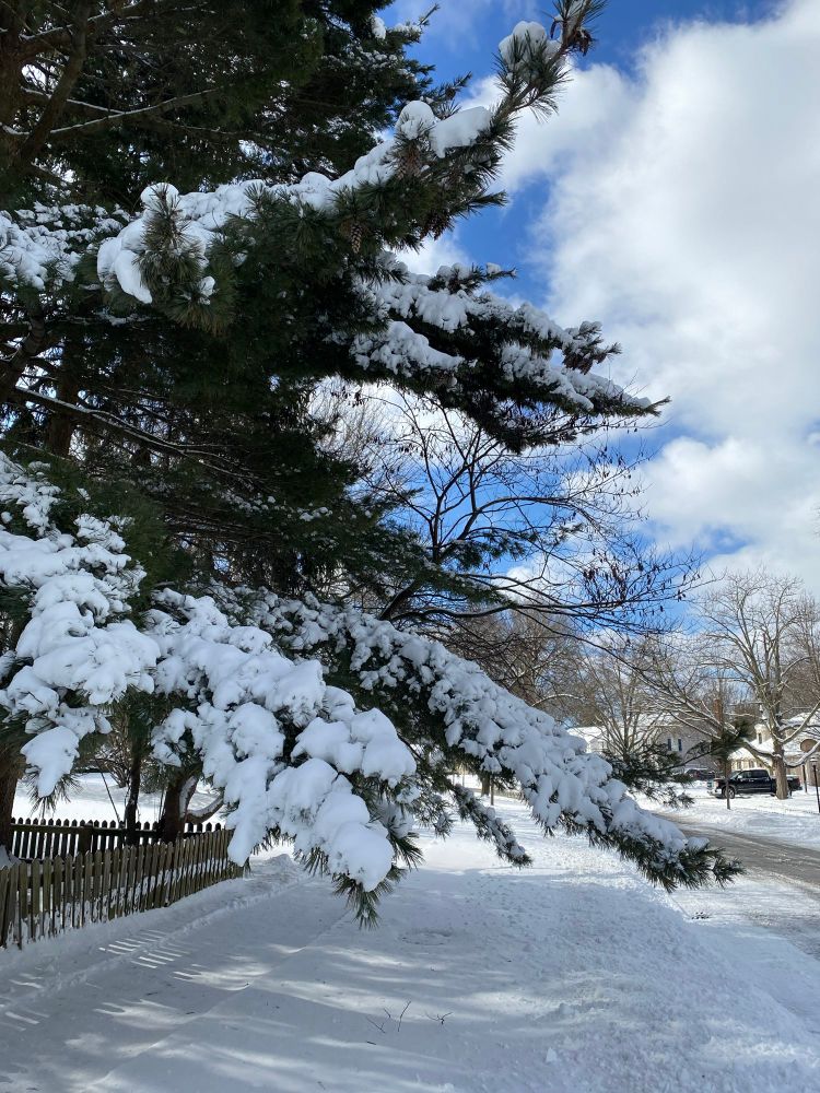 Large evergreen, boughs heavy with snow. 
