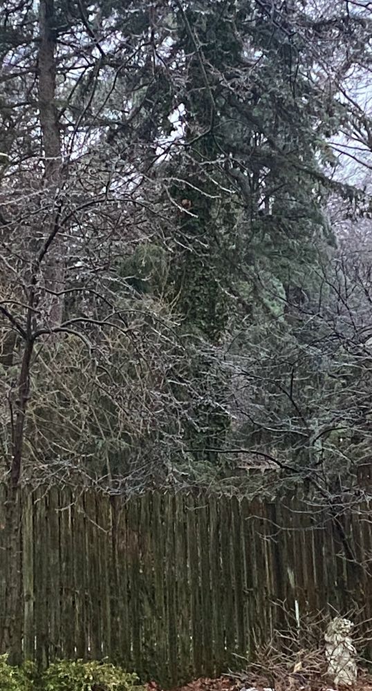 A wintery morning with Ice covered branches 