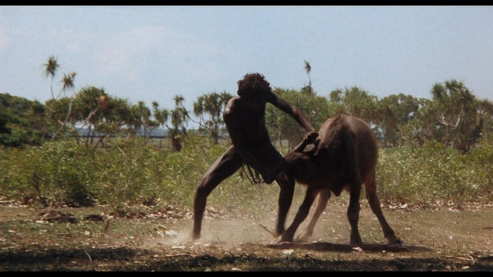 A scene from the film Walkabout. An indigenous Australian boy of about sixteen wrestles a water buffalo, grasping it by the horns. He is all muscle, and its four legs are splayed in resistance. In the background, the tangle of scrub gives rise to spiky trees, and then a vast plain beyond, with low mountains on the horizon. The sky is pale blue with barely a whisp of cloud. The moment is violent, but nature is immense and seemingly endless.
