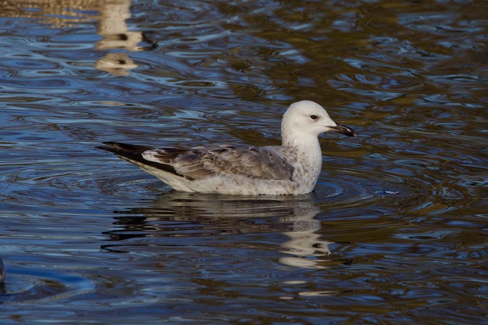 2CY Caspian Gull.
