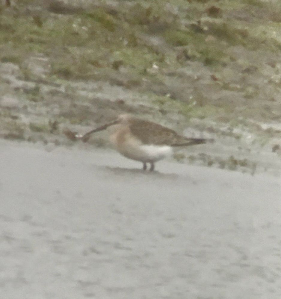 Juv Curlew Sandpiper: Rishton Reservoir, Lancs. 15th Sept 2025.