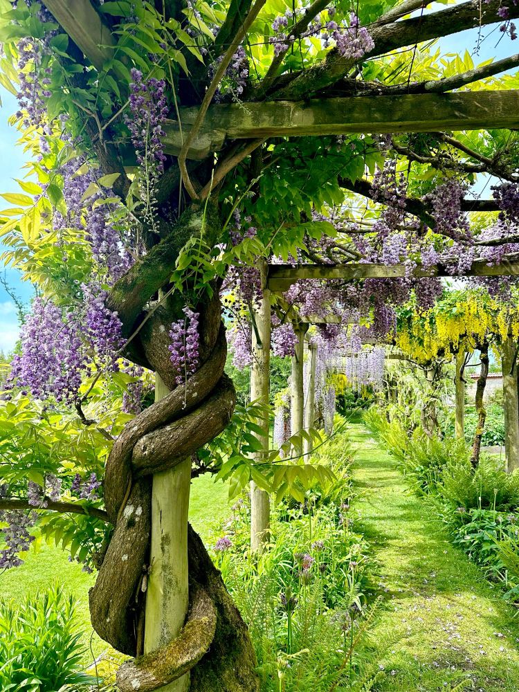 Old wisteria archway