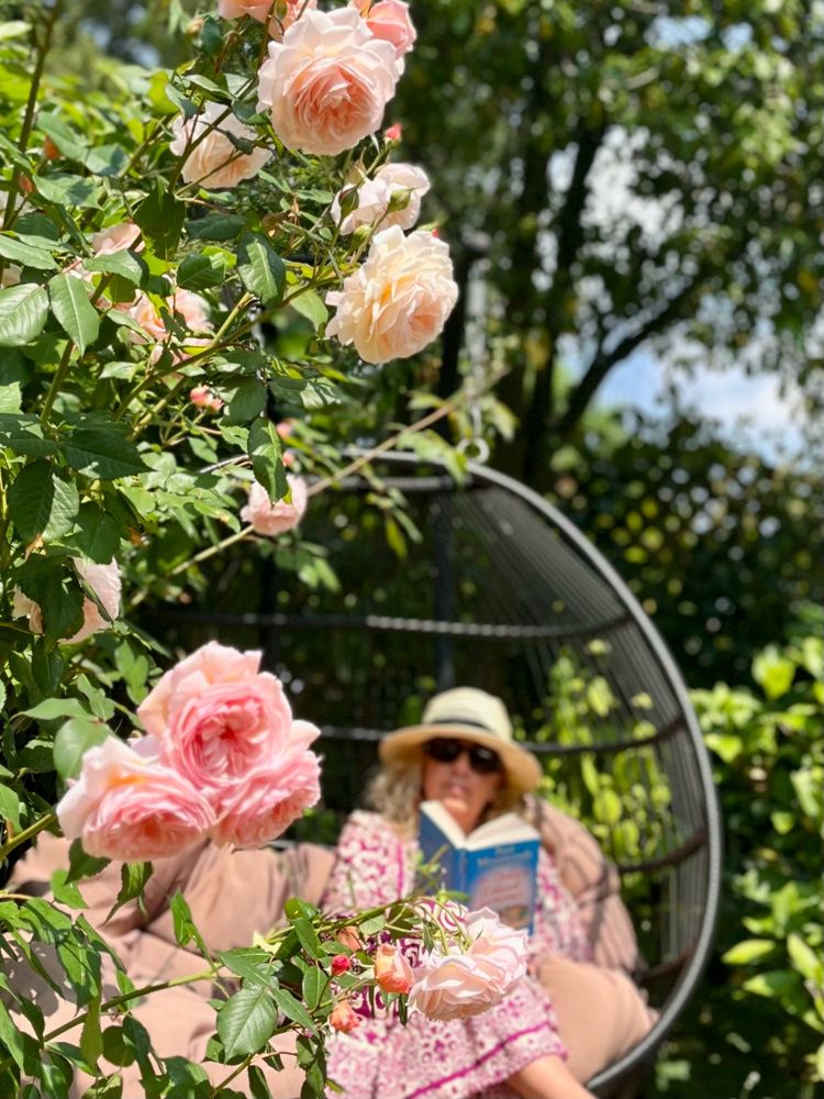 Sitting reading in the garden in a swing chair near a peach rose called A Shropshire Lad 