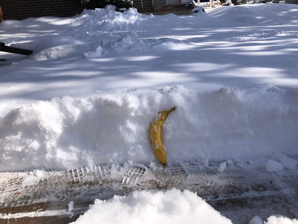 Picture of a bank of snow behind a partially shoveled part. There is a banana stuck into the side of the snowbank for scale. The snow is just a little above the top of the banana.