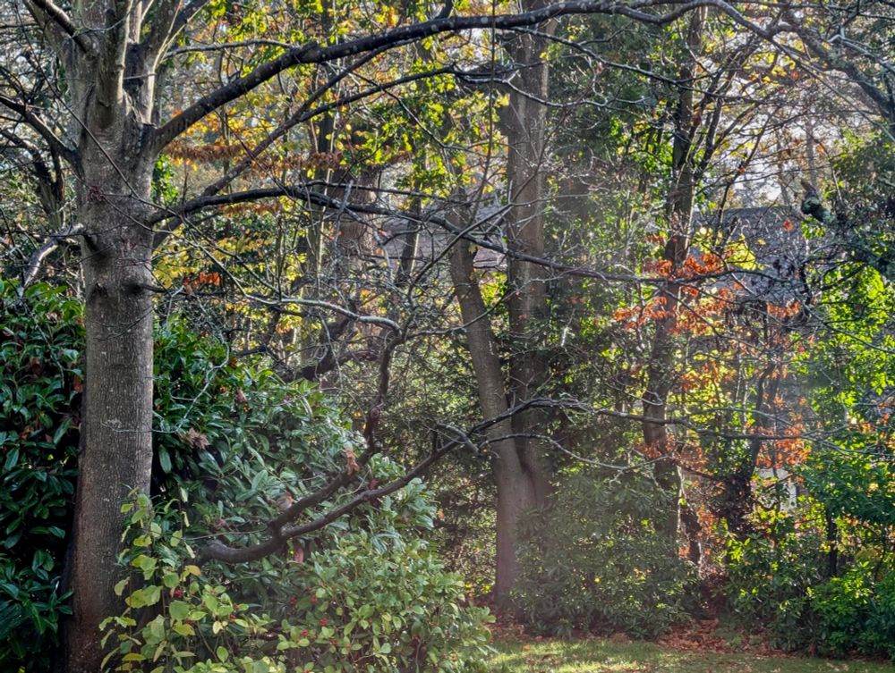 light falling through trees & shrubs in a garden, just right of centre it's almost as if there's something else happening or about to happen