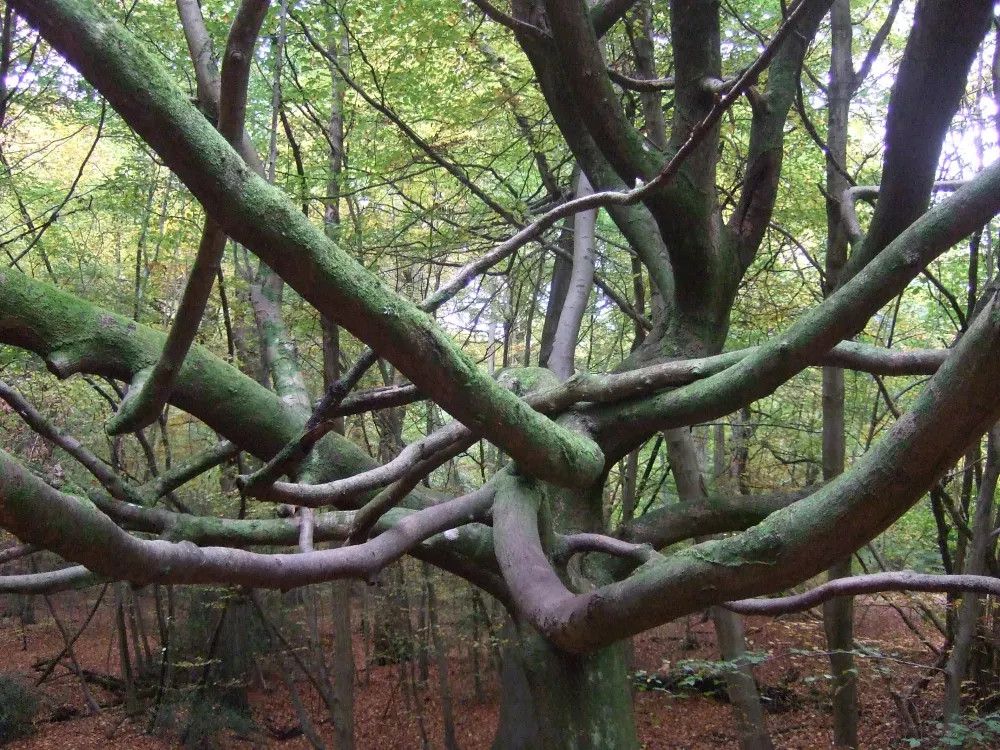 a Bad Tree like something underwater, waves its purple & deep green arms at you on an October afternoon in 2011 or thereabouts--Orwell's beechwoods