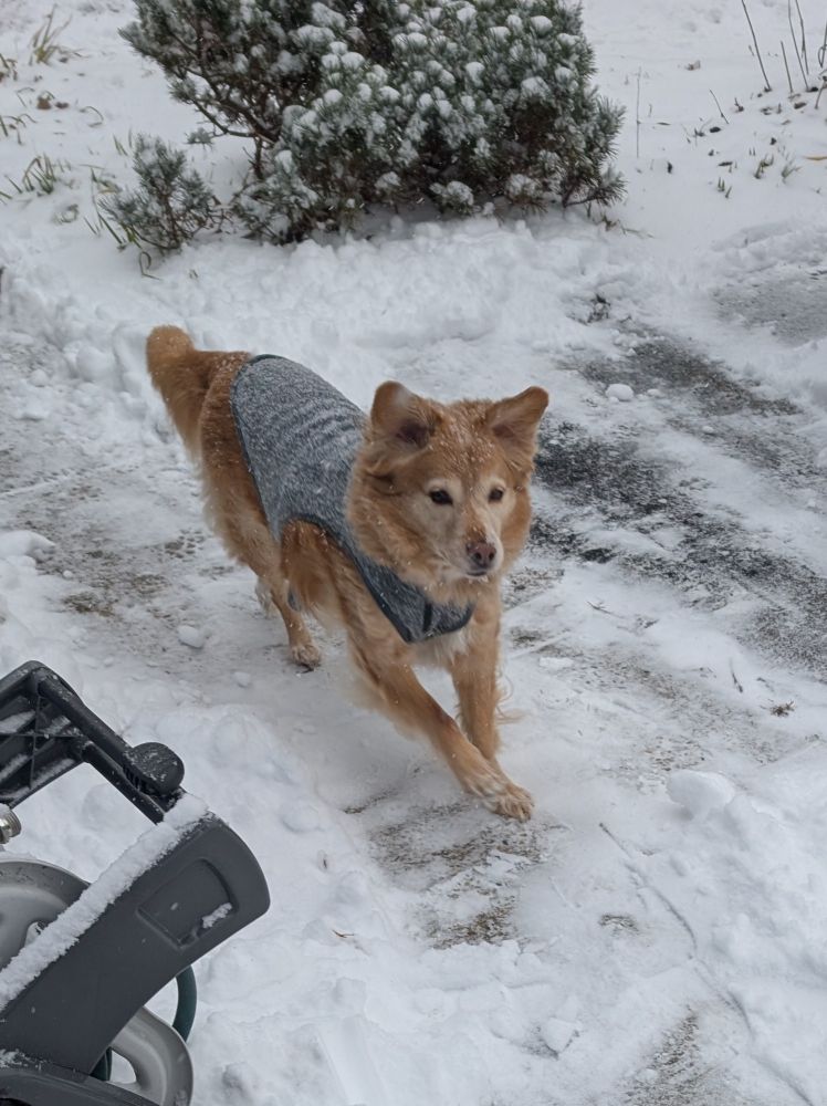 A medium sized golden colored dog in a gray sweater mid-run in the snow with her floppy ears up in the air