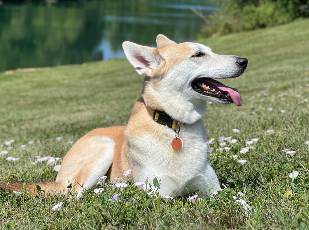 Photo of a blonde shepherd and huskie mix lying in a field of green grass with white morning glories all around, a pond in the background. It is a sunny spring day.  The dog looks like she is smiling and enjoying the sights and smells.
