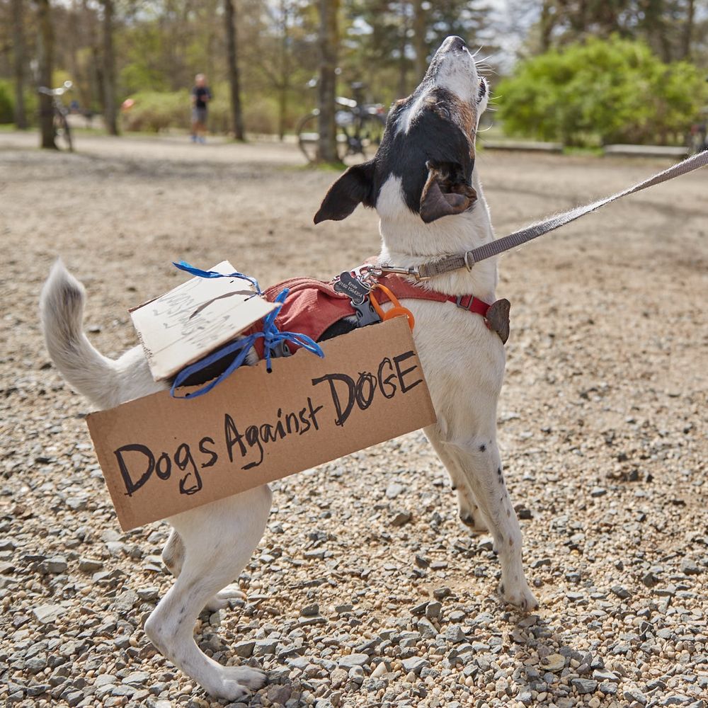 Bellender Hund mit umgehängtem Schild: "Dogs against DOGE".