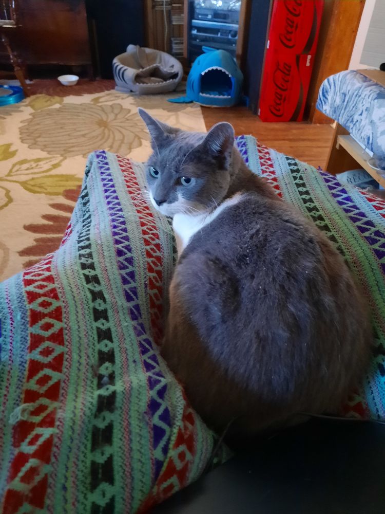 grey and white cat laying on my legs.
