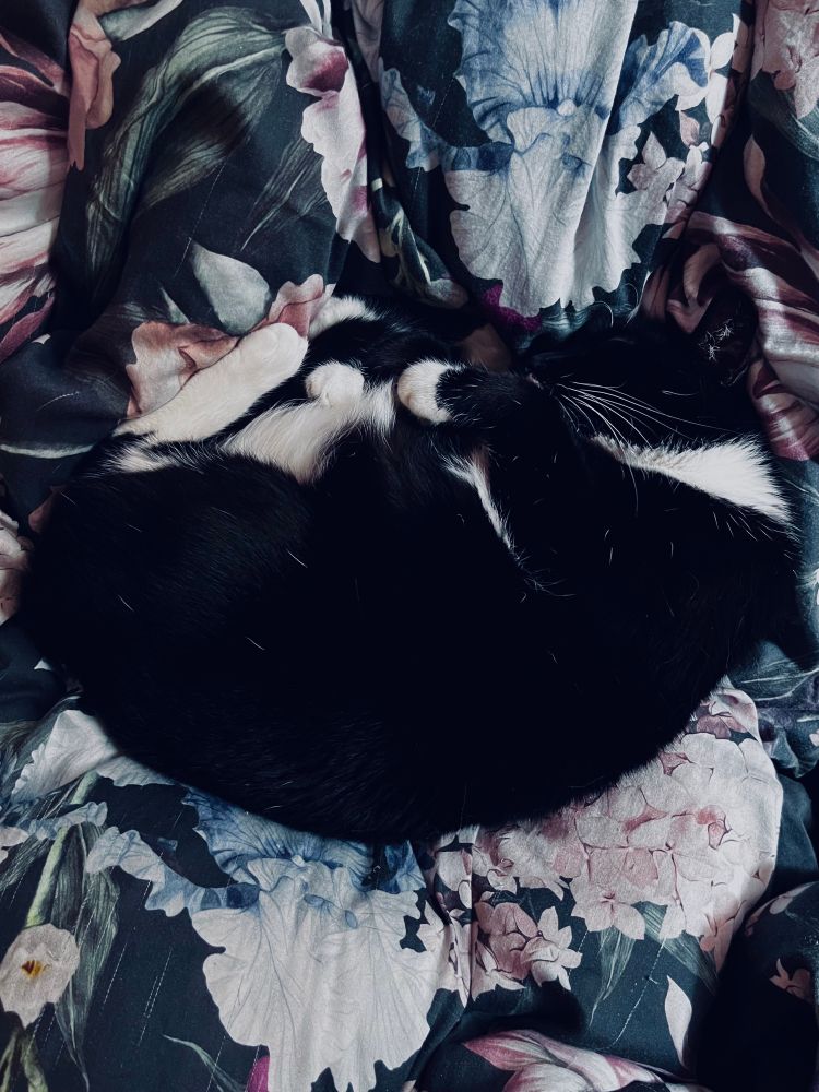 Schwarz weiße Katze eingerollt auf einer geblümten Bettdecke. 