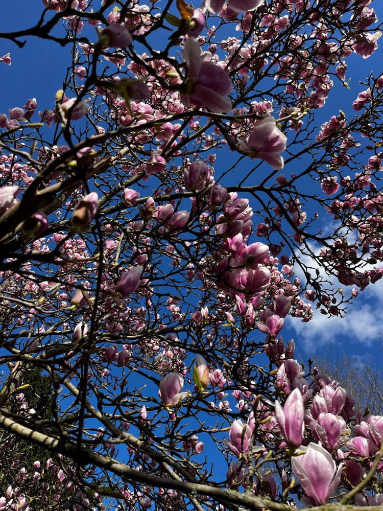 Ein blühender Magnolienbaum.
