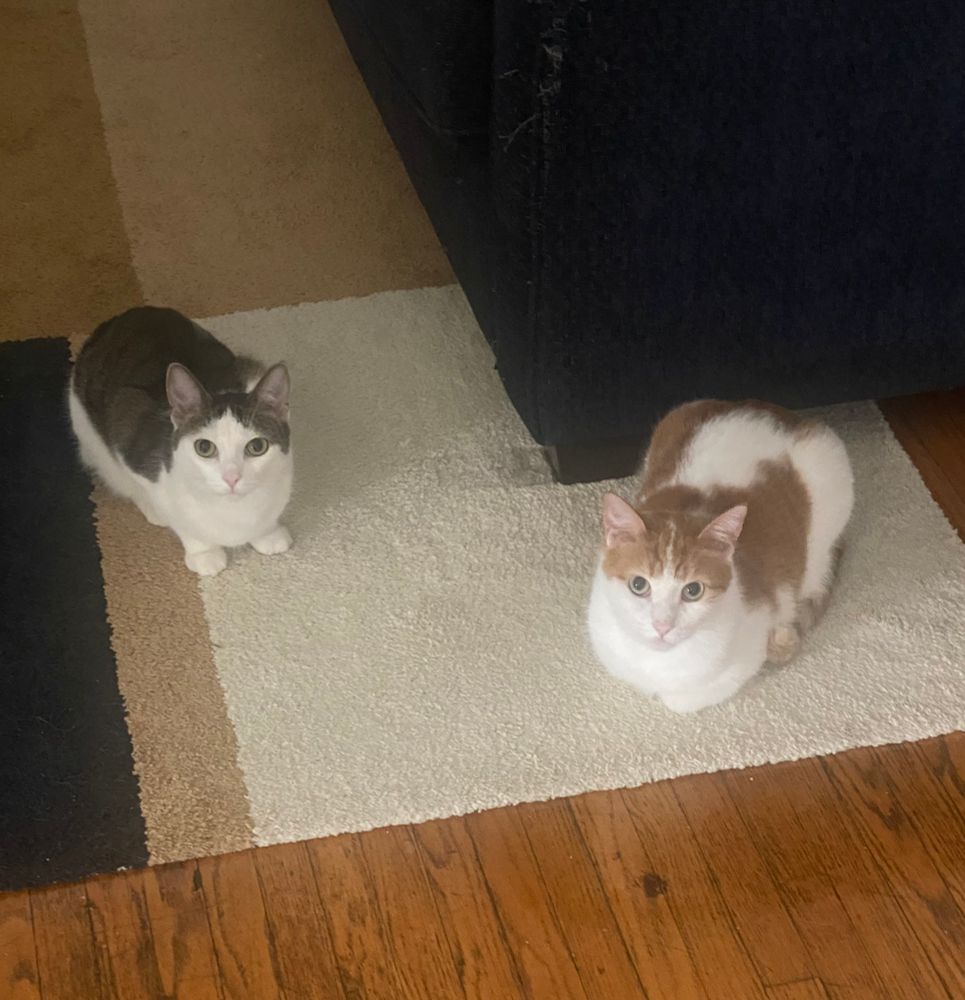 A small grey/brown and white cat and her brother who is a large orange and white cat. They are both loafing