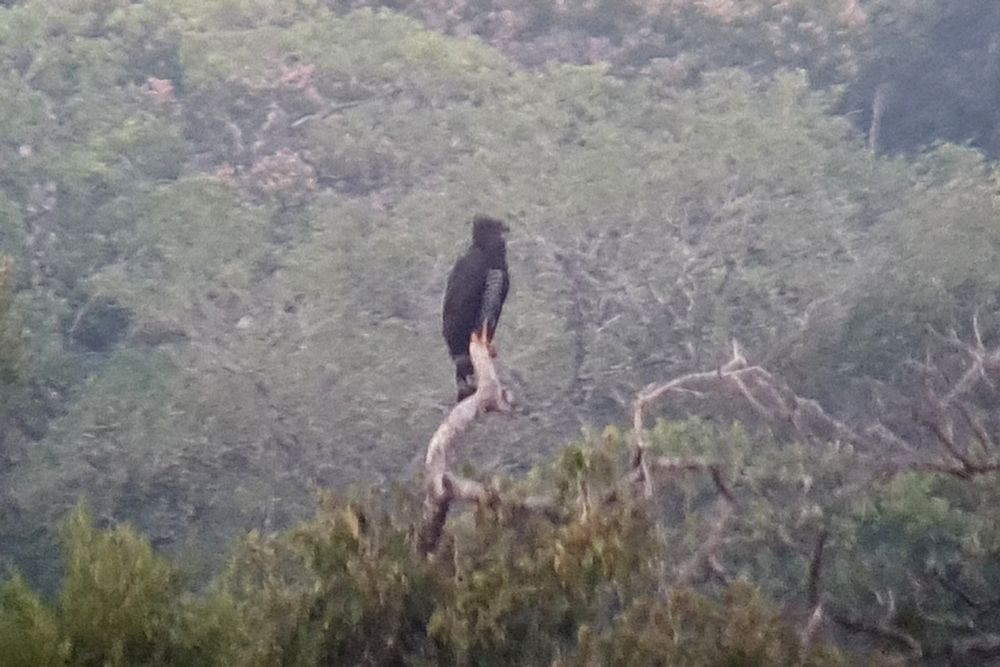 Dark phase Crested Eagle, Atta Lodge