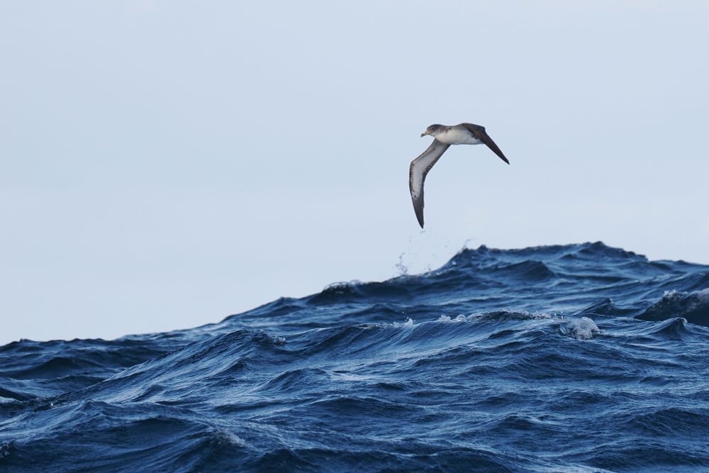 Cory's Shearwater cresting a wave.