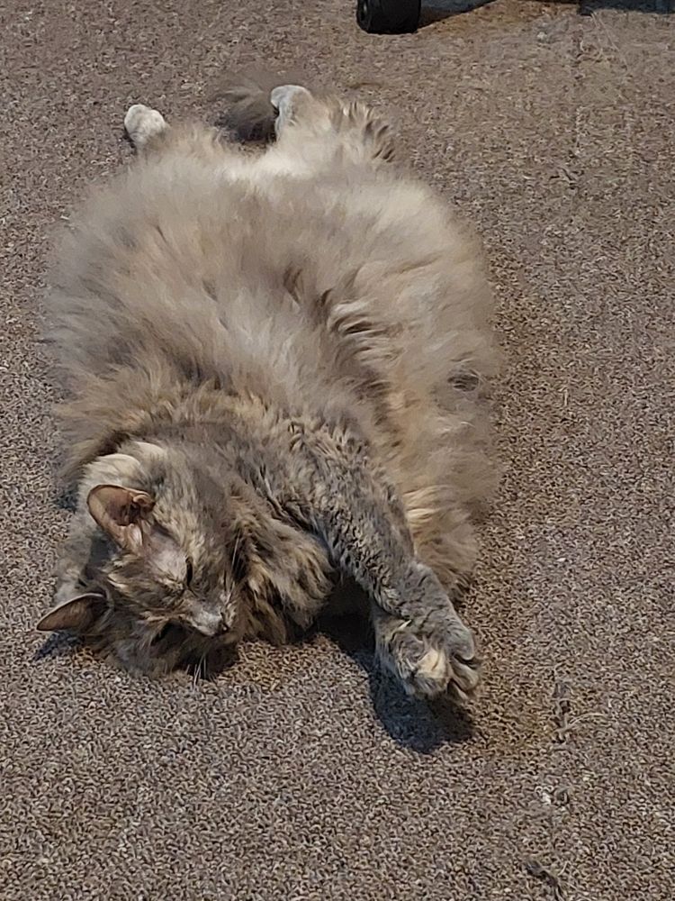 A very very fluffy grey cat blissfully stretched out on her back with her belly to the sky. 