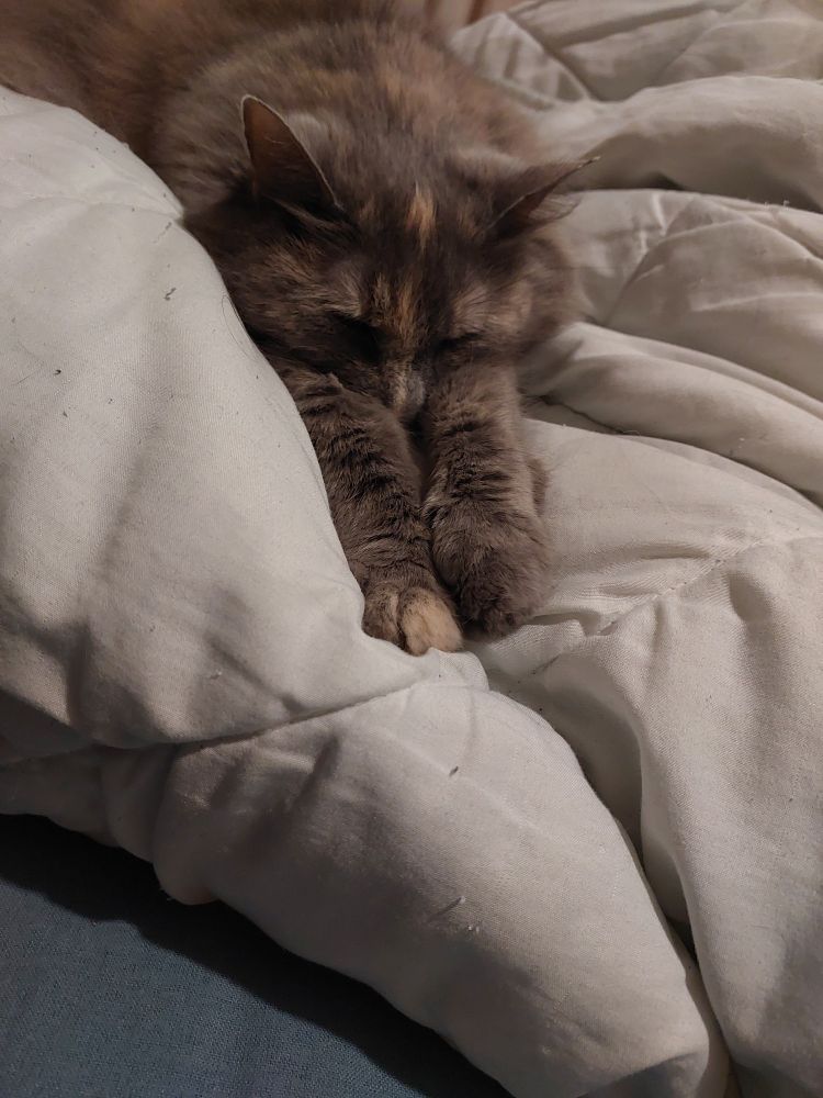A grey domestic house cat stretched out with her paws in front of her completely asleep on a freshly washed duvet. 