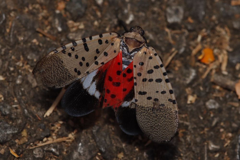 A close up image of the spotted lanternfly, with brown outerwings and bright red & black inner wings. Photo Credit: Rafael Baez