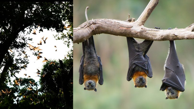 On the left, bats are seen flying out of a gap in the forest canopy, and on the right, 3 large flying foxes are hanging upside on a branch. 