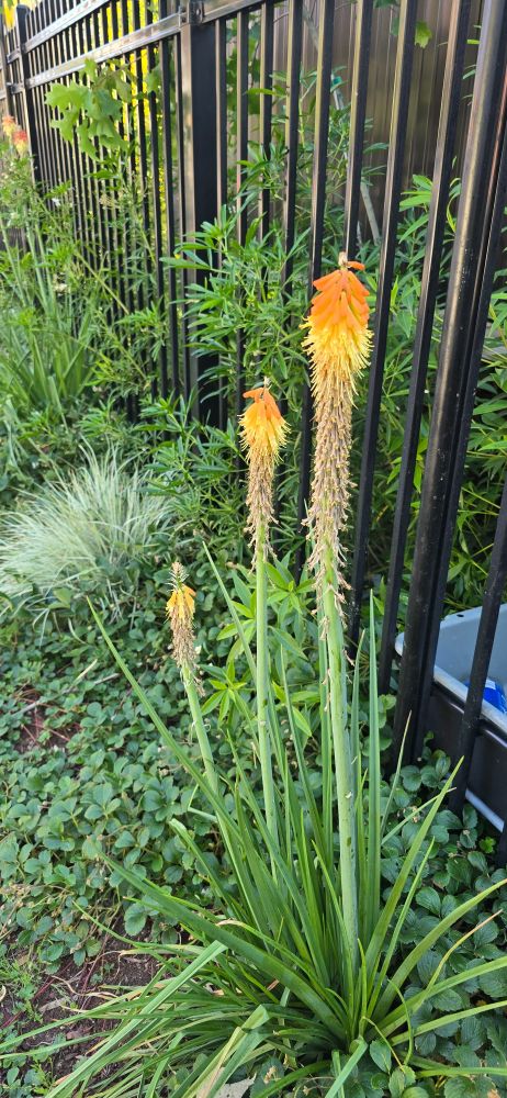 Orange colored red hot poker flowers beside a fence