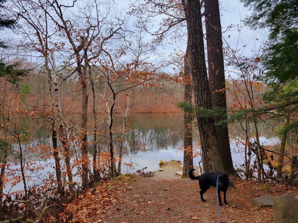 Wooded trail at Chenango State Park NY