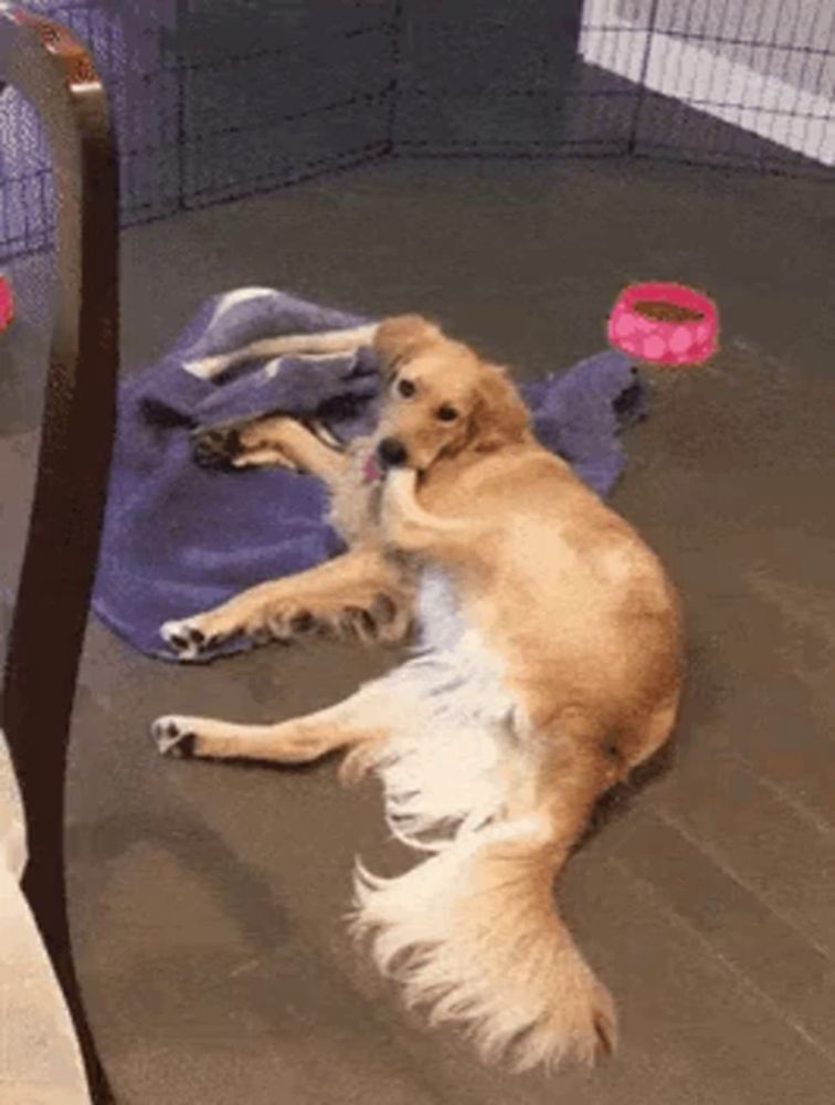 a dog is laying on the floor in a cage with a bowl of food in the background .