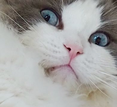 階段に落ちているもふもふの猫の「おまえ何見てんねん💢」とでも言いたげな顔のドアップ