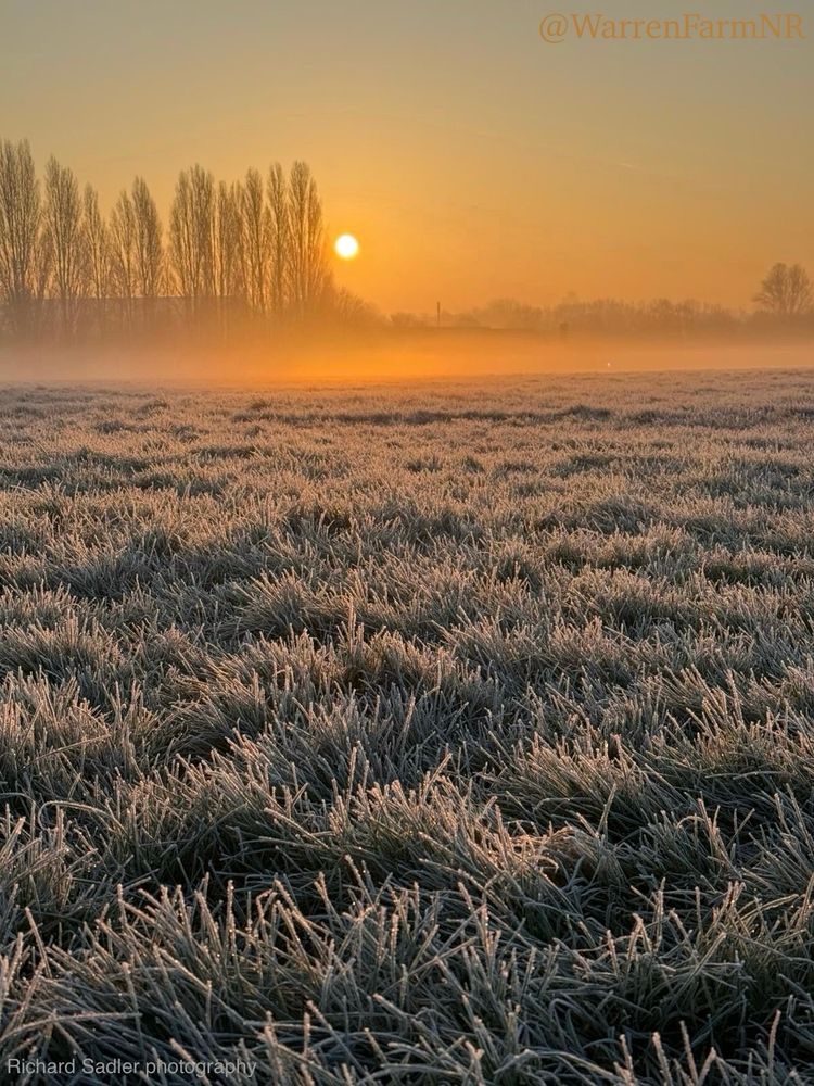 Frosted grass, misty meadow & orange glow of an early morning sun, lined by trees at #WarrenFarmNR
