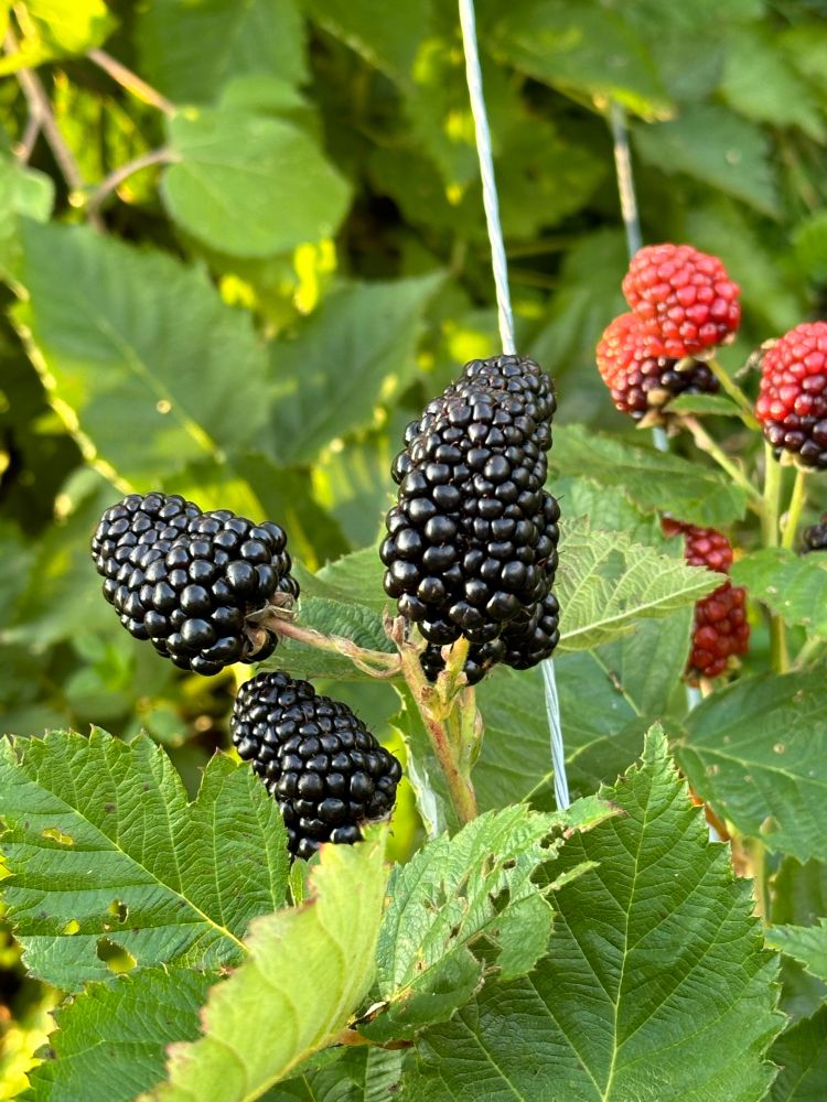 Giant fucking blackberries
