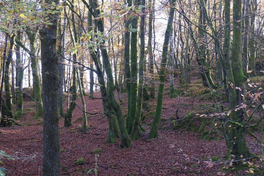View of a once coppiced oakwood with little ground vegetation. Lots of many trunked small trees and the floor red with fallen leaves.