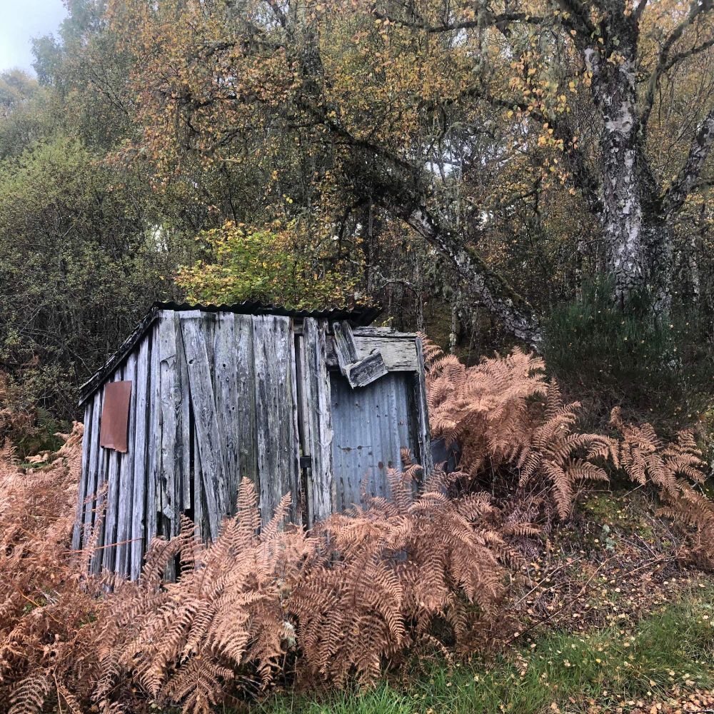 Woodland with orange brown bracken and turning birch leaves. There is a small wooden shed in a dilapidated condition. Still roofed. Square format
