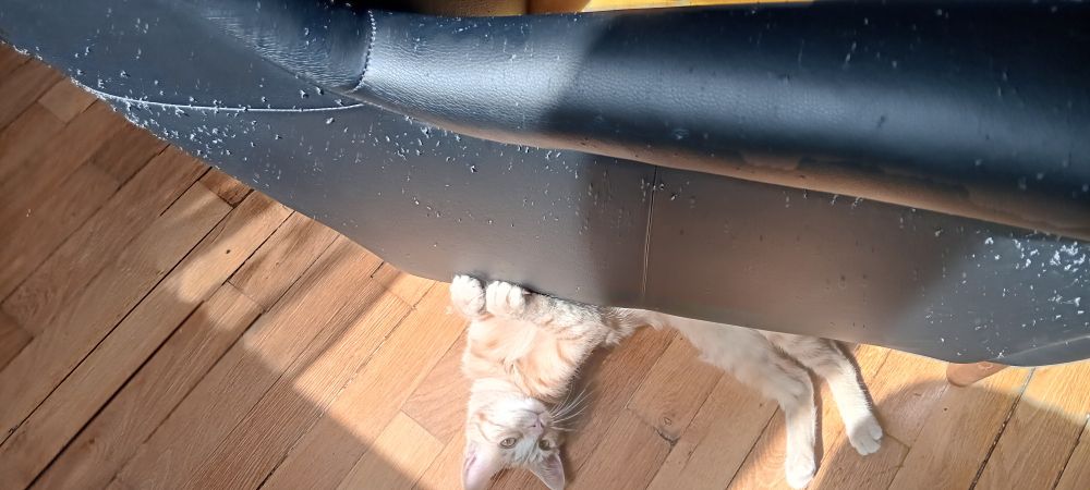 Photo de mon chat sous mon fauteuil qu'elle a complètement niqué