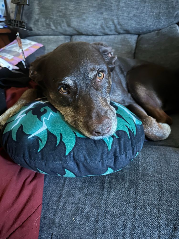 Brown dog laying on an Izuku Midoriya pillow from My hero academia 