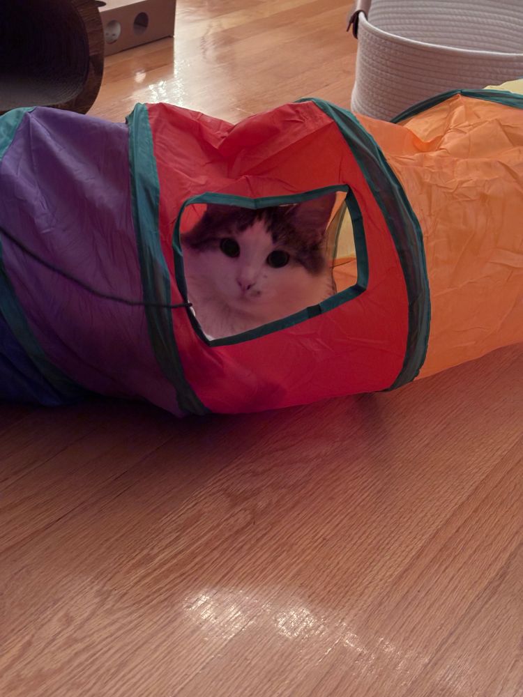 Cat looking out window of cat tunnel.