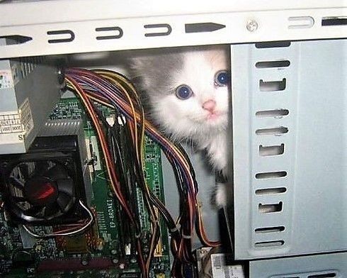 kitty inside the 5 and 1/4 inch drive bay of a dated computer