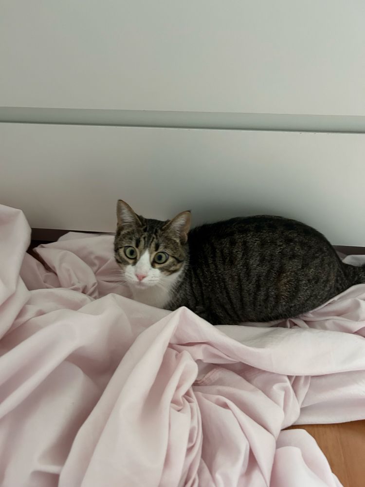 gatito guapo entre sábanas