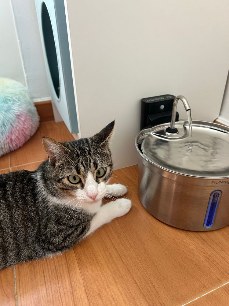 gatito sentado mirando su fuente 