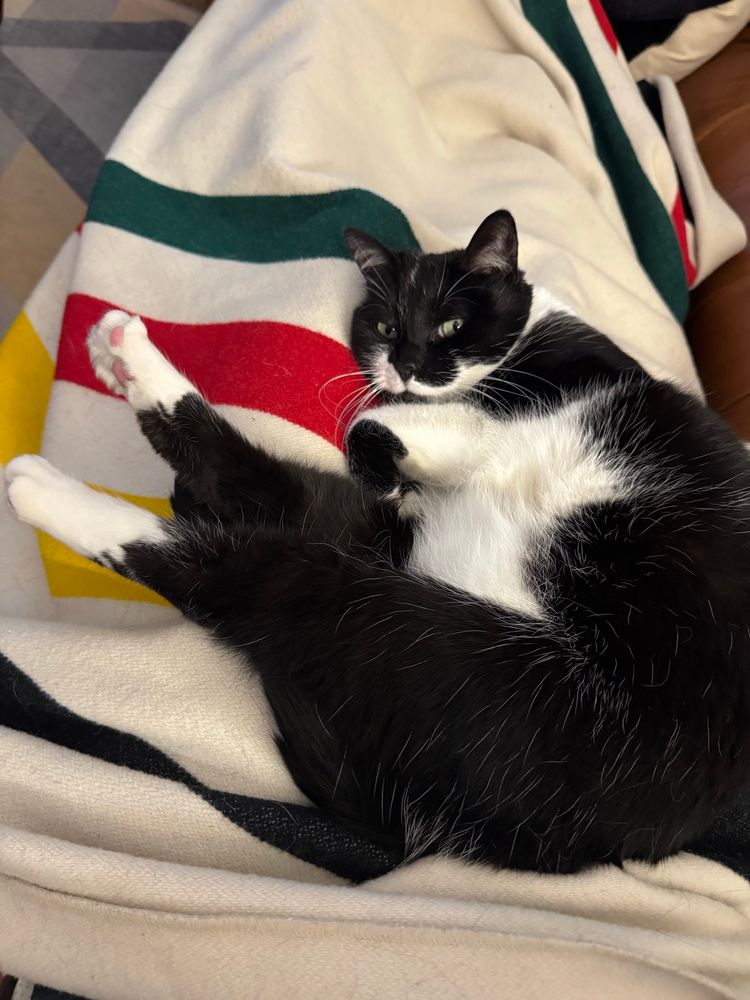 black and white cat on a blanket with hind paws sticking up